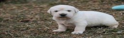 Golden Retriever dogs for sale: Remington - Ad 4