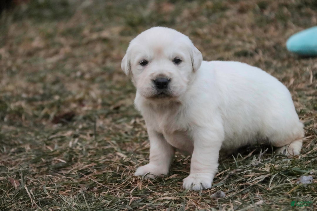 Golden Retriever dogs for sale: Remington - Ad 4
