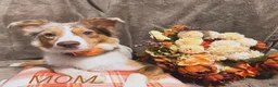 Australian Shepherd dogs for sale: Bella - Ad 3