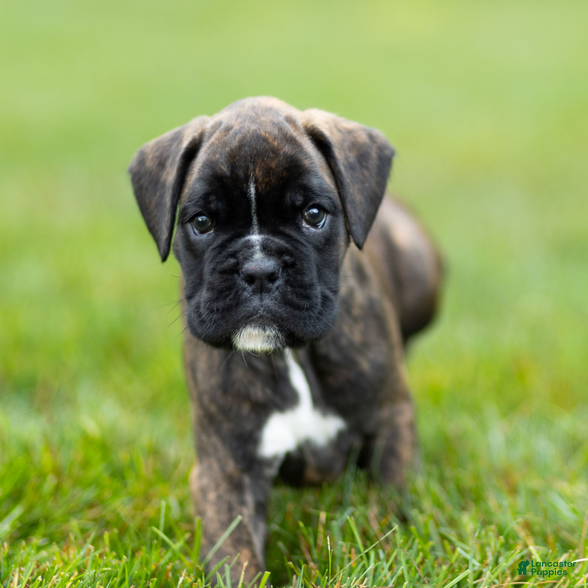 Boxer dogs Lonnie Boxer Puppy  - Ad 1