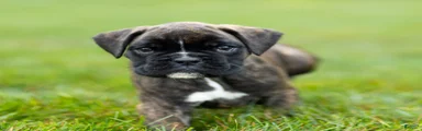 Lonnie Boxer Puppy 
