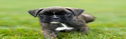 Boxer dogs for sale: Lonnie Boxer Puppy  - Ad 1