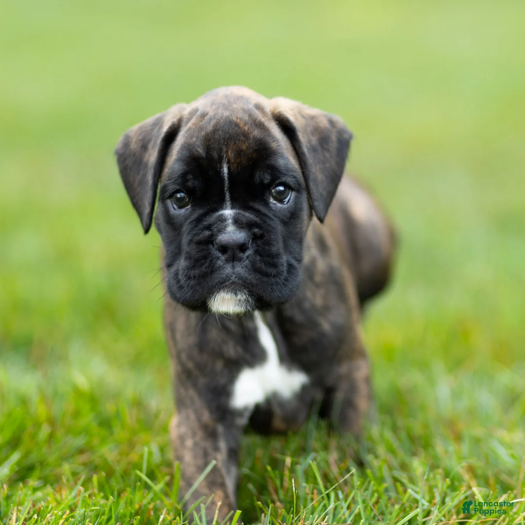 Boxer dogs for sale: Lonnie Boxer Puppy  - Ad 1