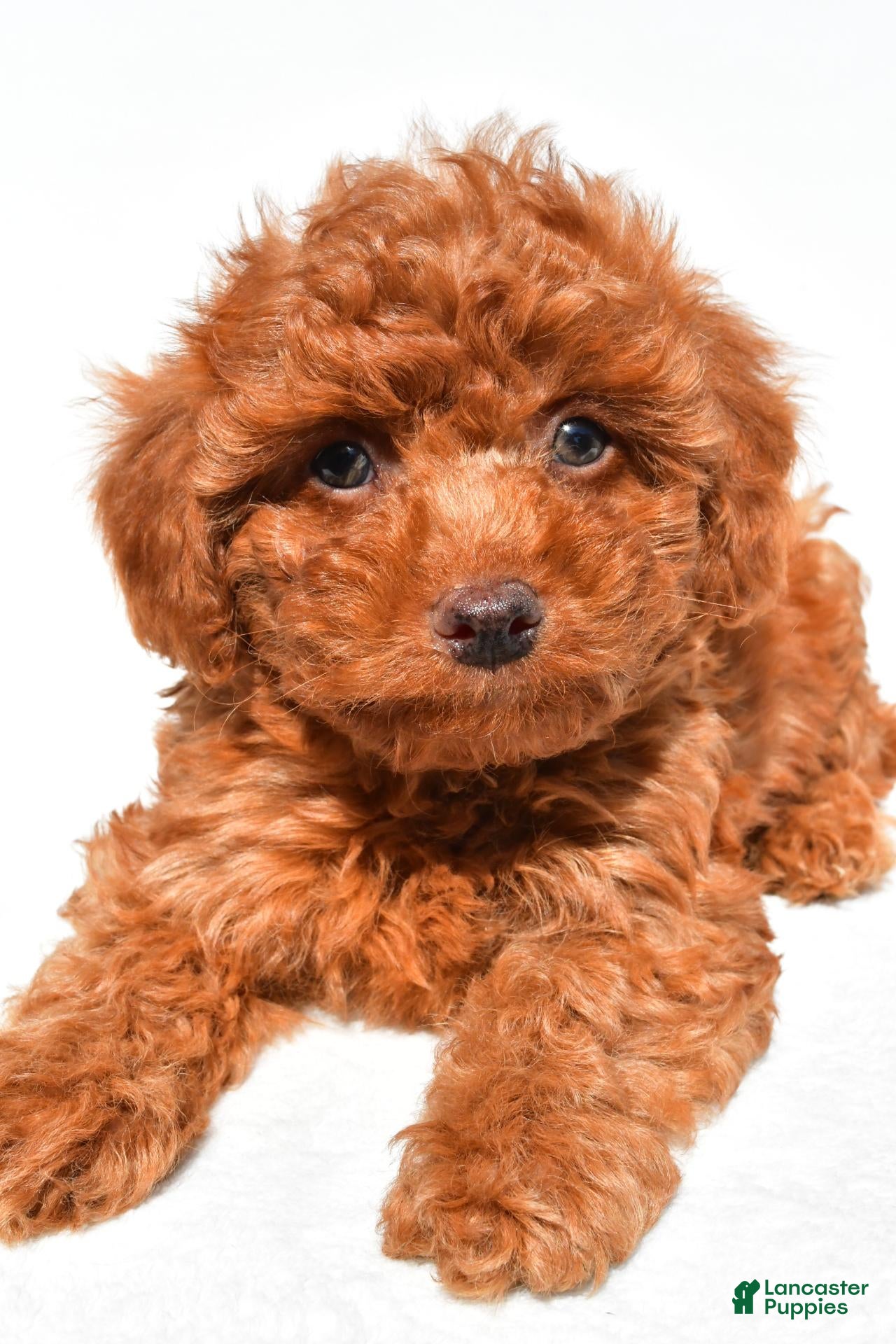 Cavapoo dogs Jasper - Ad 2
