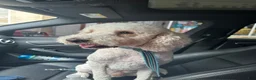Standard Poodle dogs for sale: Standard Poodle Male  - Ad 1