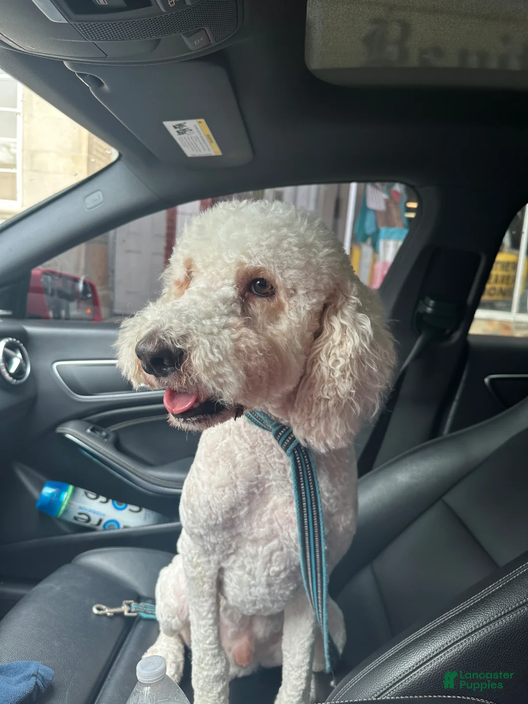 Standard Poodle dogs for sale: Standard Poodle Male  - Ad 1