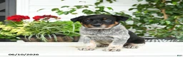 Australian Cattle Dog dogs for sale: Charm  - Ad 2