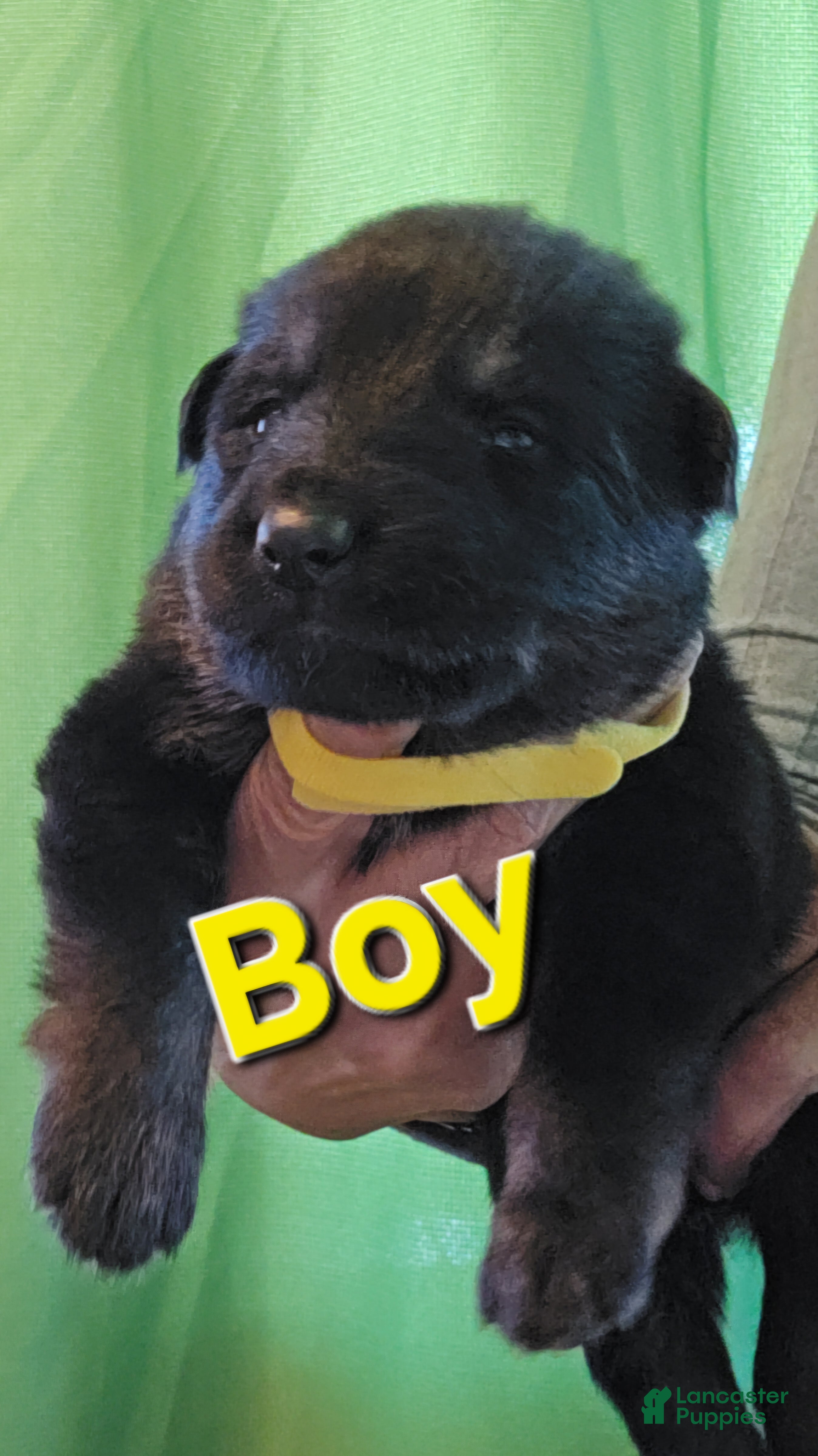 German Shepherd dogs for sale: German Shepherd 1 yellow - Ad 3