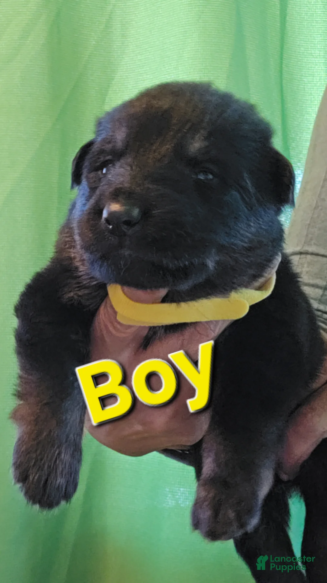 German Shepherd dogs for sale: German Shepherd 1 yellow - Ad 1