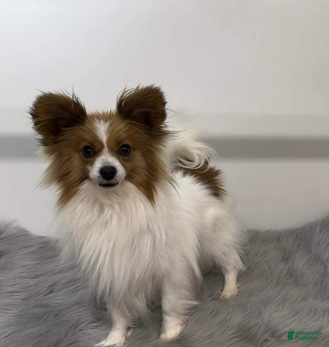 Akc Papillon Papillon Dog For Sale Best Papillon Cross Maltese For - Main Image