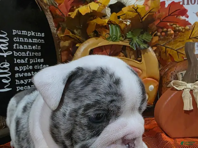 English Bulldog dogs for sale: English Bulldog 2 - Ad 11