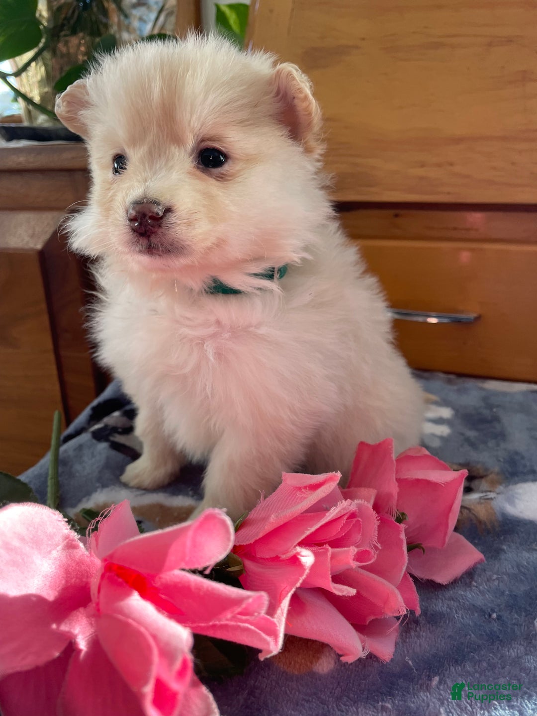 Pomeranian dogs for sale: Perry - Ad 2