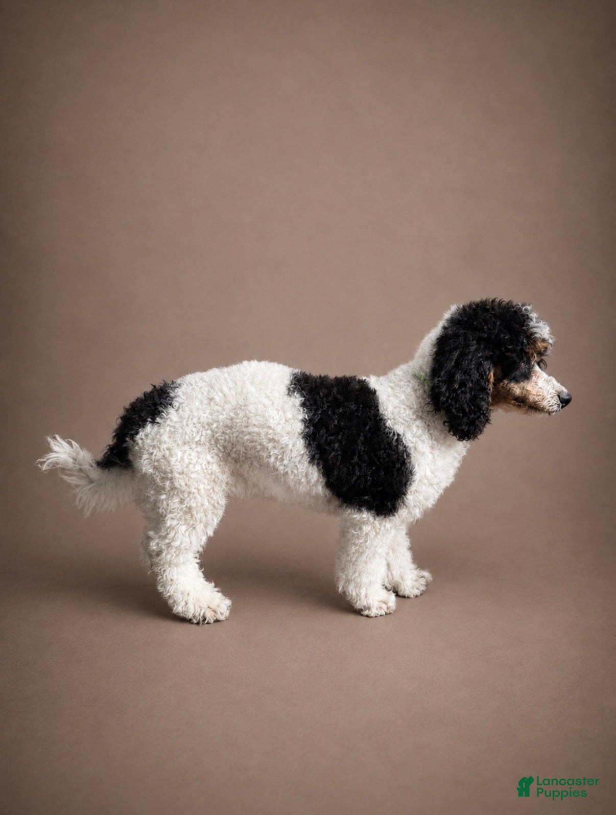 Miniature Poodle dogs Ivy - Ad 2