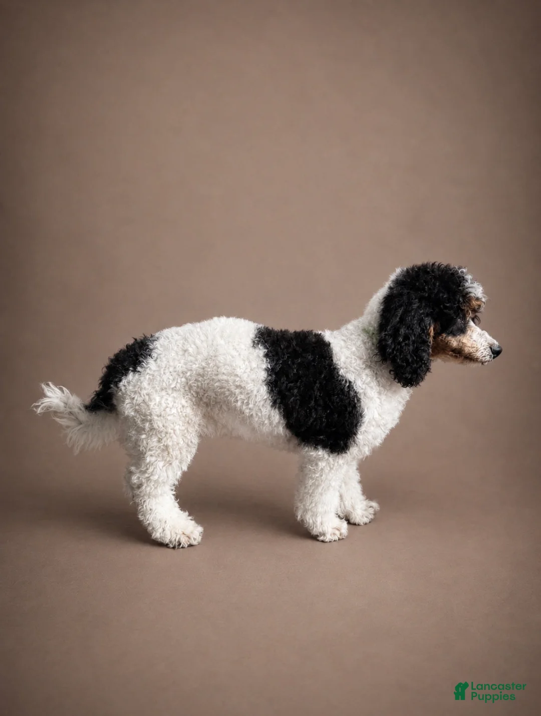 Miniature Poodle dogs for sale: Ivy - Ad 2