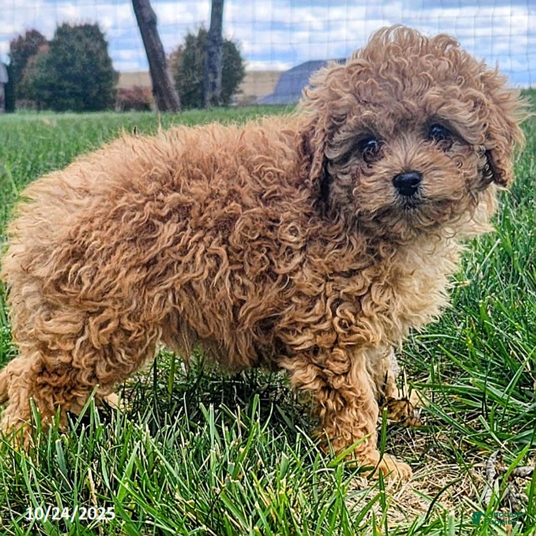 Cavapoo dogs for sale: Jake - Ad 9