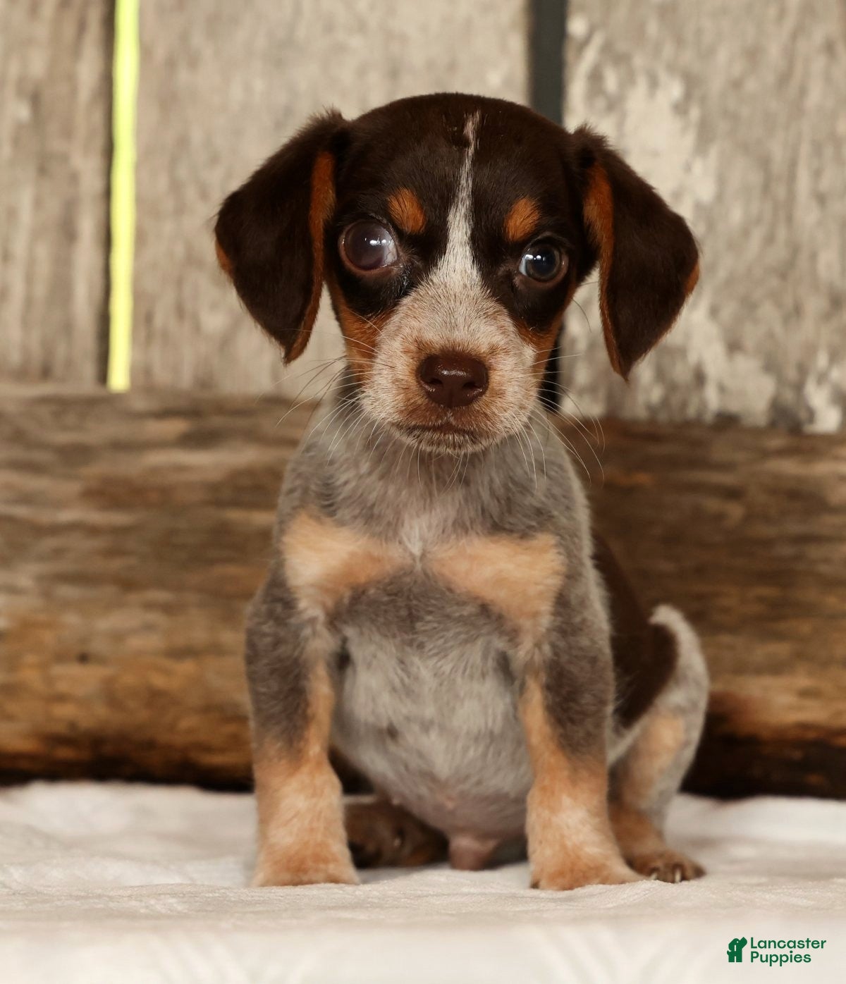 Beagle dogs Austin - Ad 2