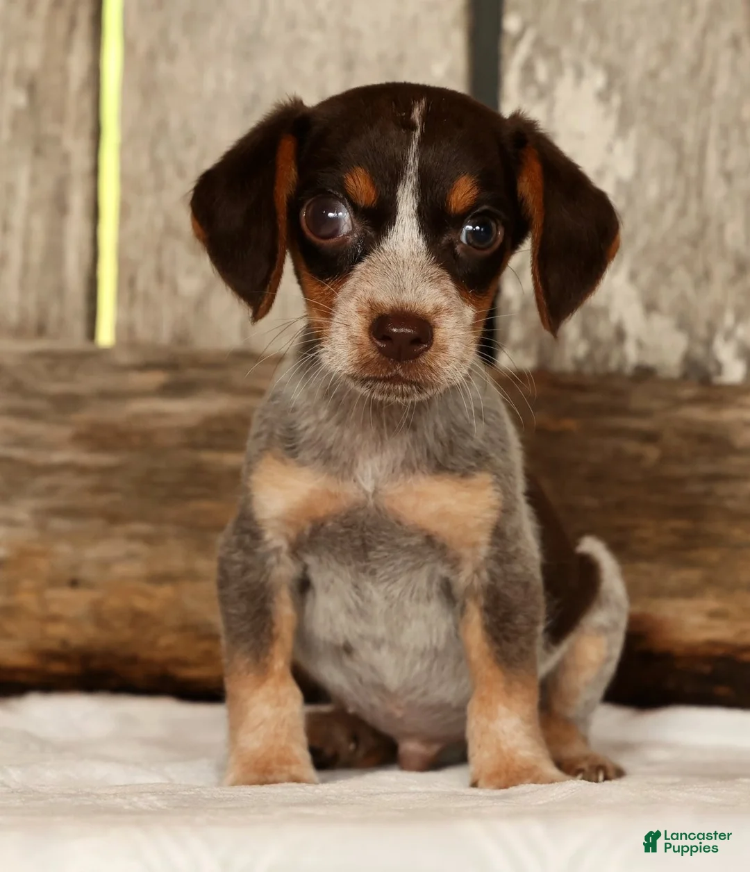 Beagle dogs for sale: Austin - Ad 2