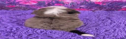 Mini Bernedoodle dogs for sale: Natalie - Ad 4