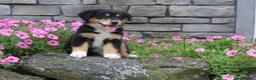 Australian Shepherd dogs for sale: Pixie  - Ad 4