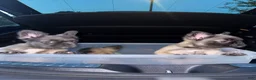 French Bulldog dogs for sale: French Bulldog 3 - Ad 7