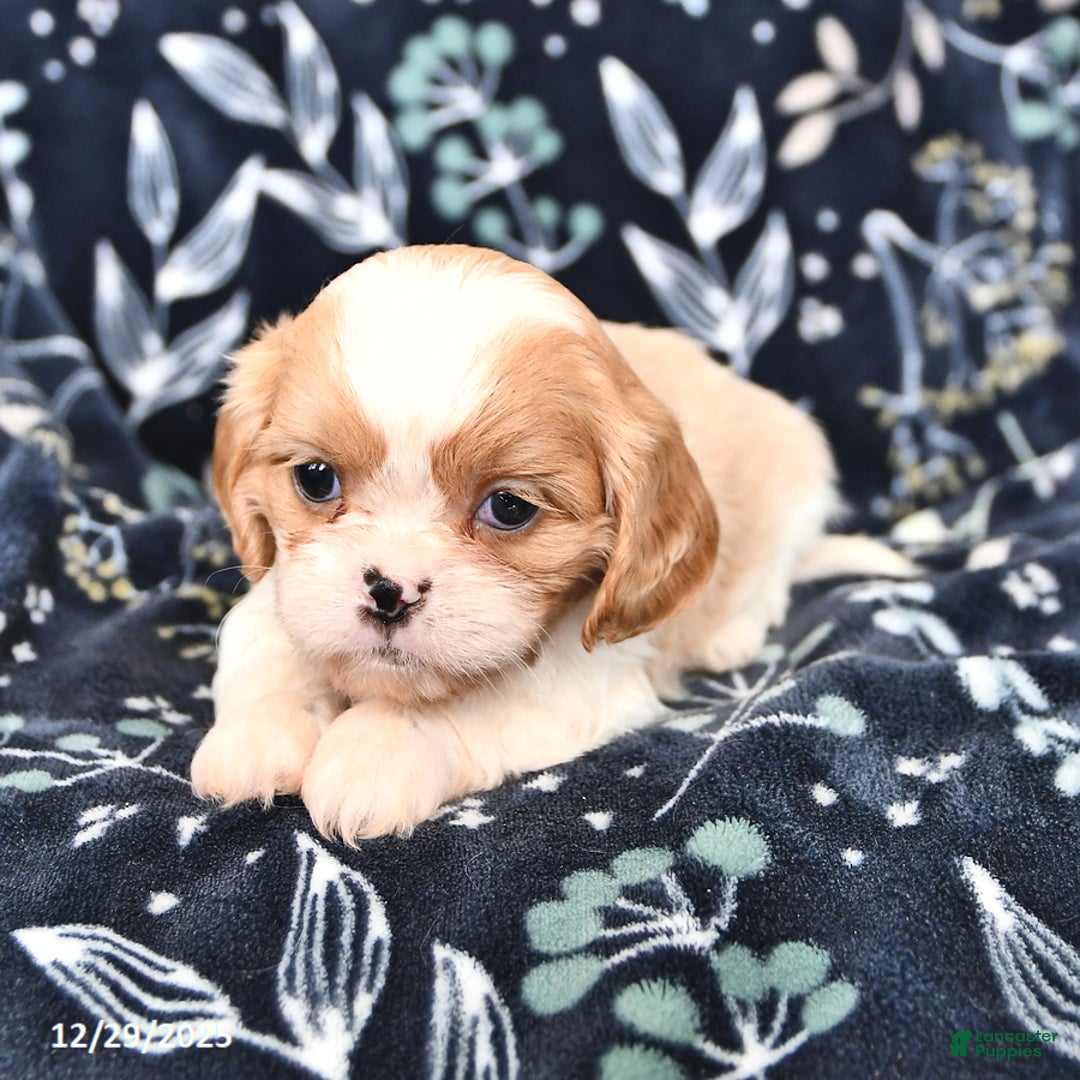 Mixed Breed dogs for sale: Buster - Ad 2