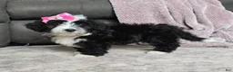 Mini Bernedoodle dogs for sale: Mini Wendy - Ad 13