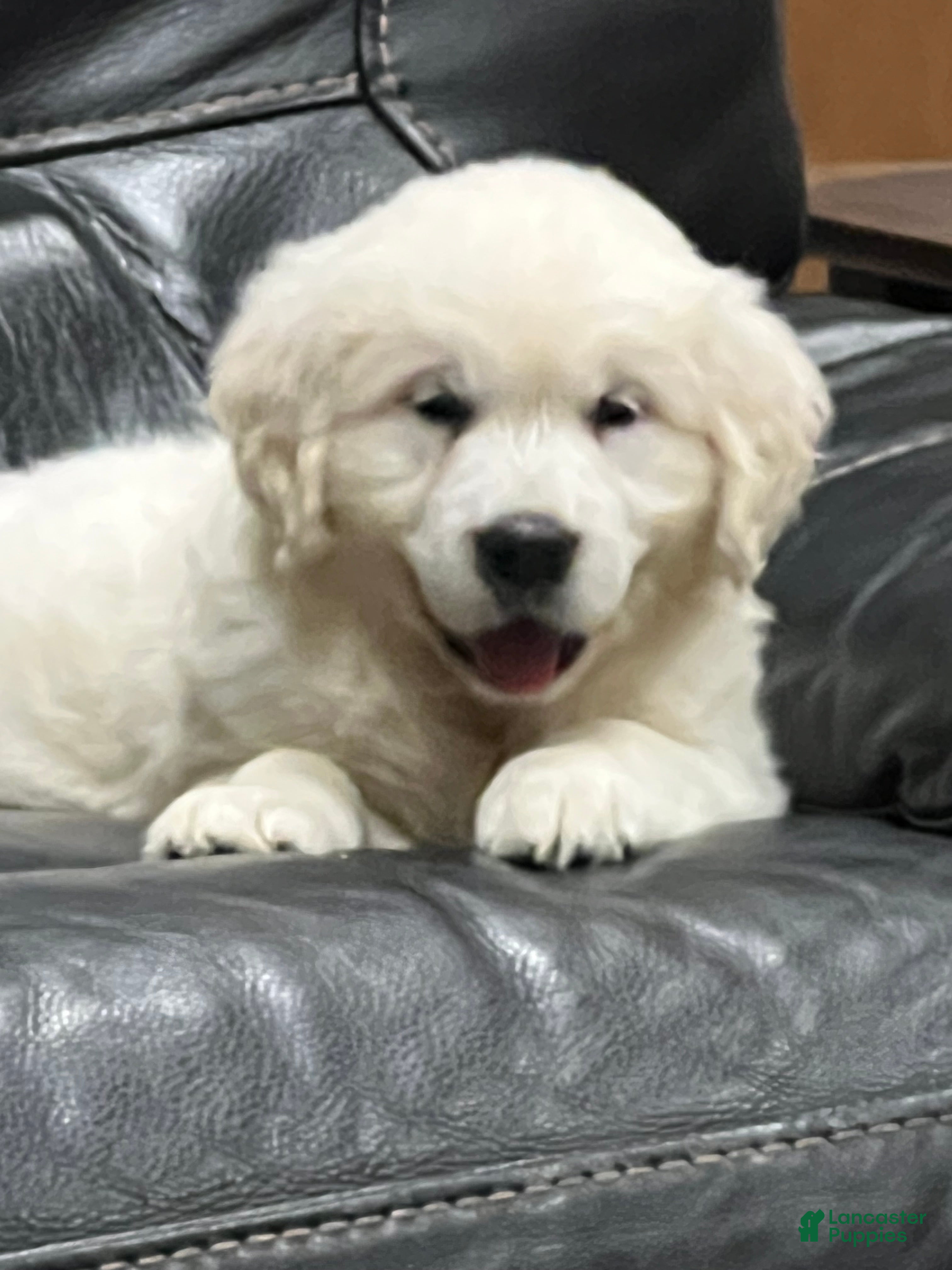 Golden Retriever dogs for sale: Golden Retriever 2 - Ad 2