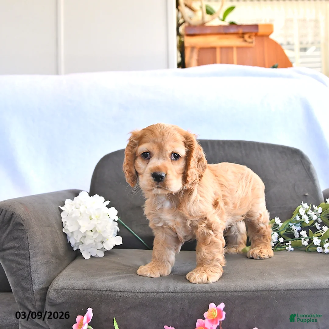 English Cocker Spaniel dogs for sale: Wade - Ad 1