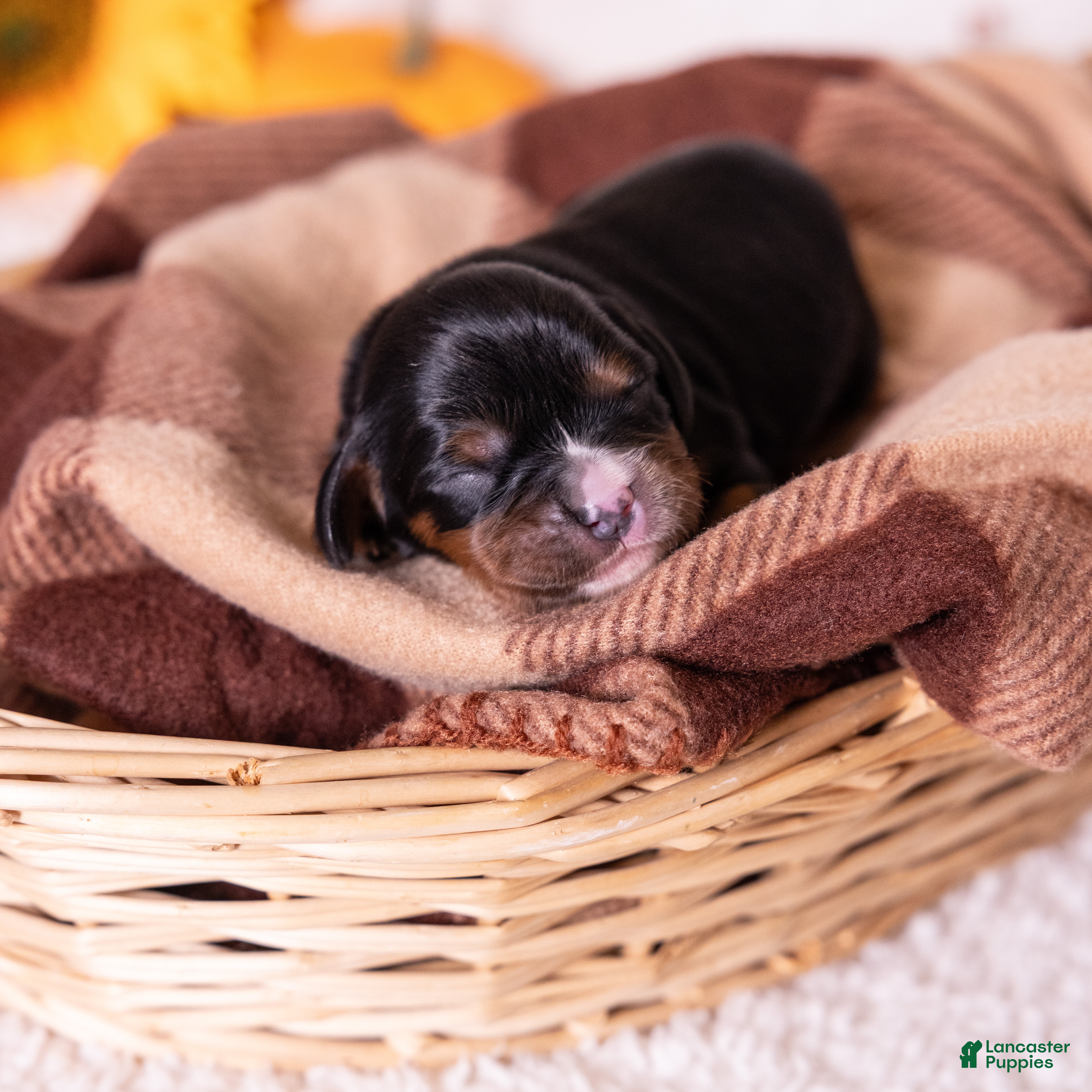 Cavalier King Charles Spaniel dogs Asher - Ad 1