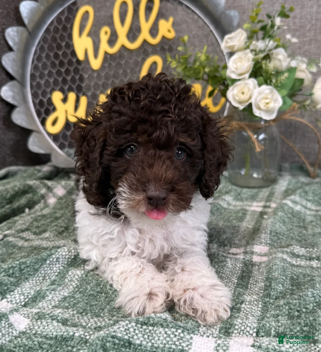 Miniature Poodle dogs for sale: Tanner - Ad 1