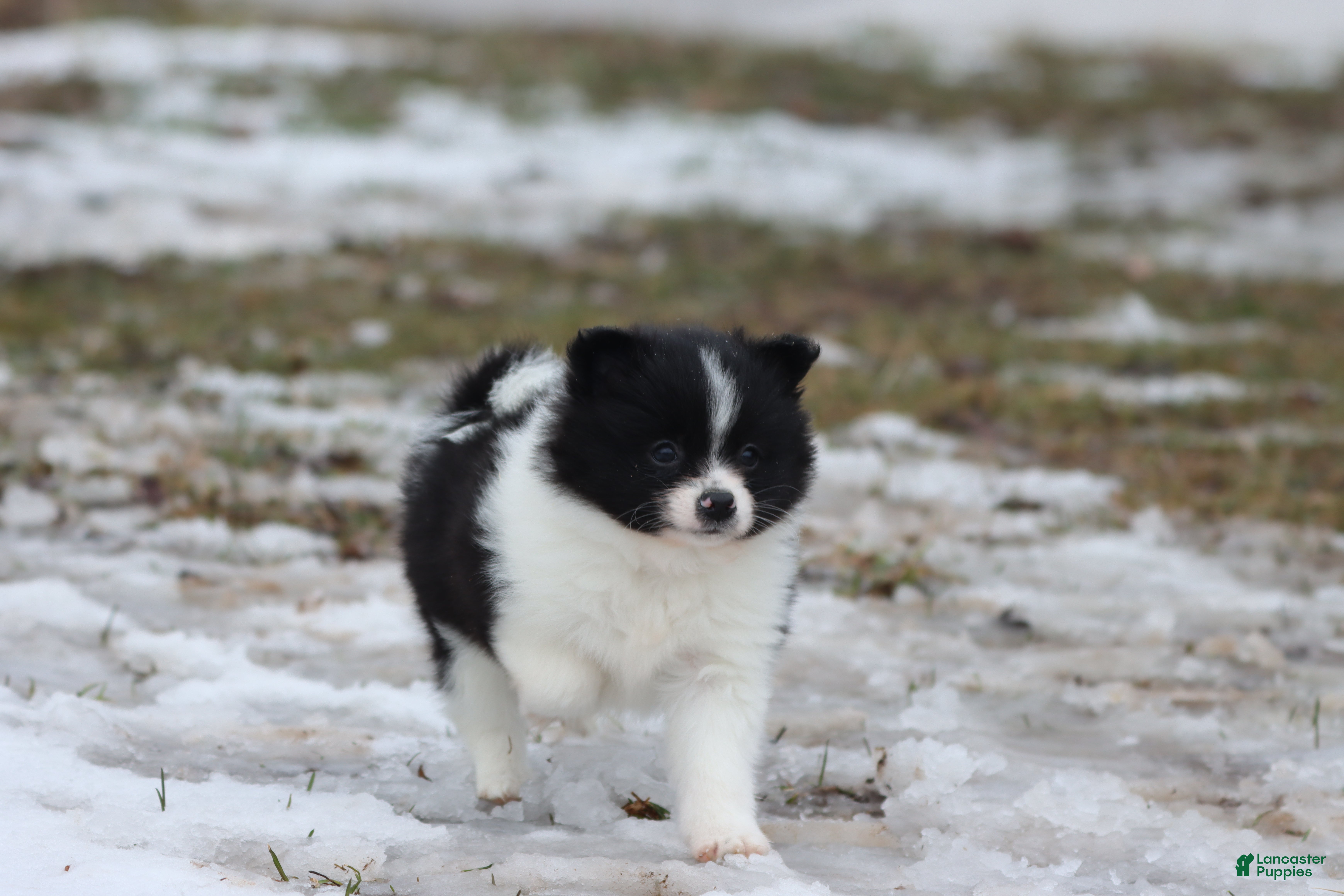 Pomeranian dogs Joker - Ad 31