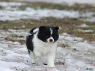 Pomeranian dogs Joker - Ad 31