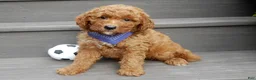 Mini Goldendoodle dogs for sale: Chase - Ad 3