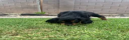 Cocker Spaniel dogs for sale: Cocker Spaniel 1 - Ad 16