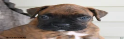 Boxer dogs for sale: Scooby - Ad 5