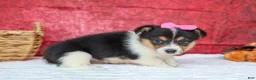 Welsh Corgi Pembroke dogs for sale: Annabelle🎀 - Ad 13