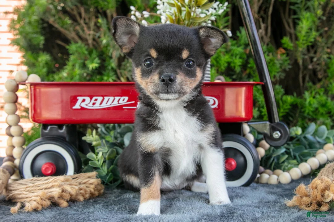 Chihuahua dogs for sale: Poppy - Ad 1
