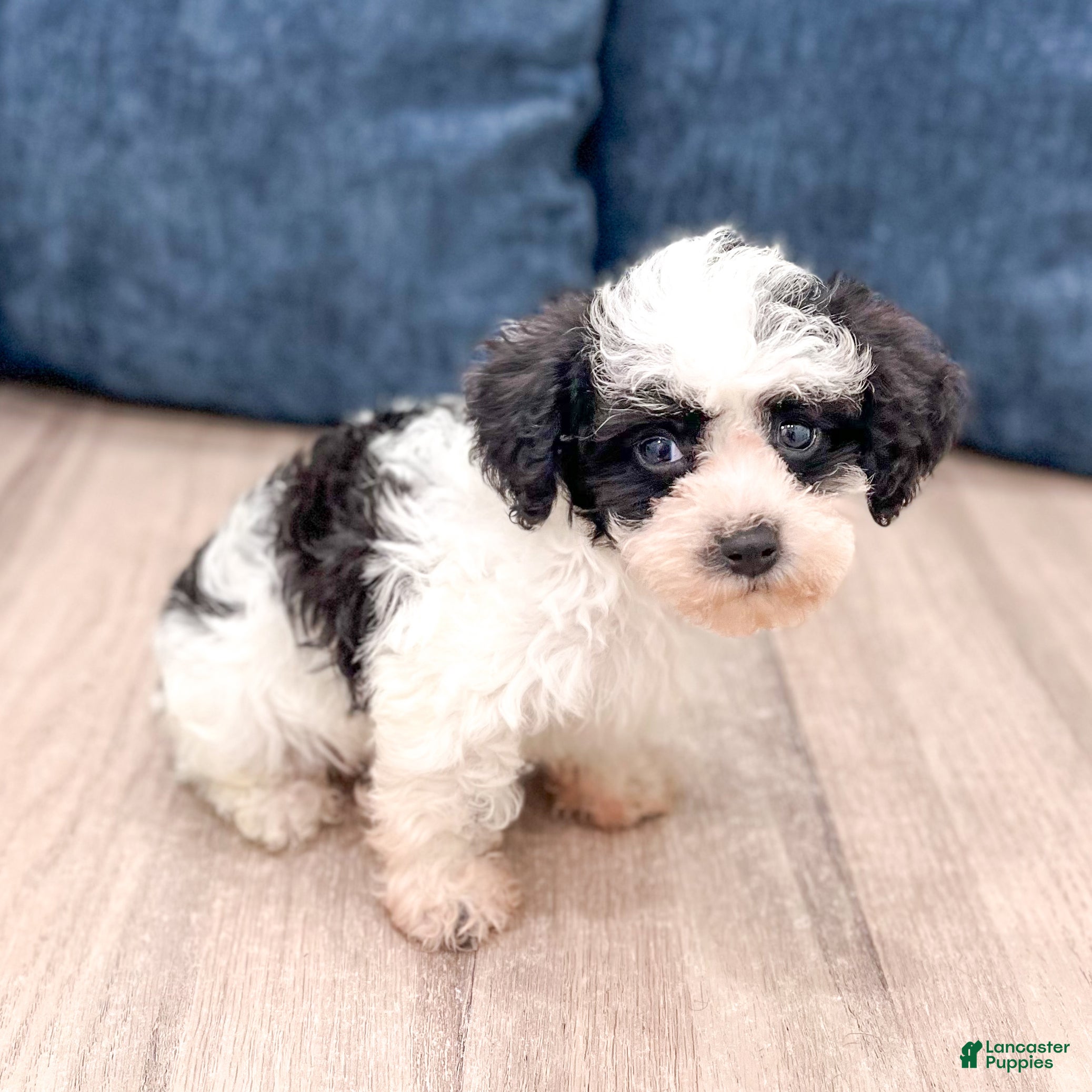 Yorkiepoo dogs Benson - Ad 2