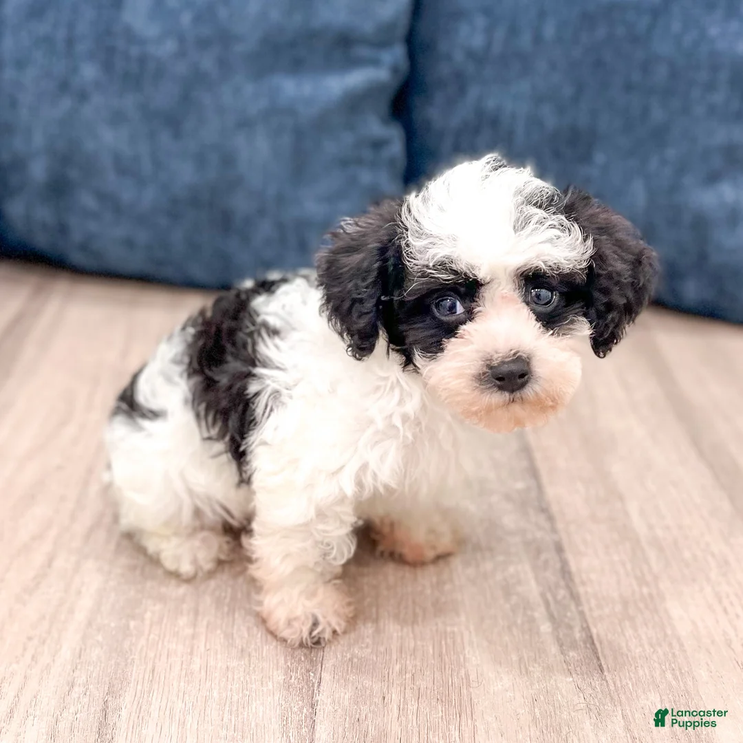 Yorkiepoo dogs for sale: Benson - Ad 2