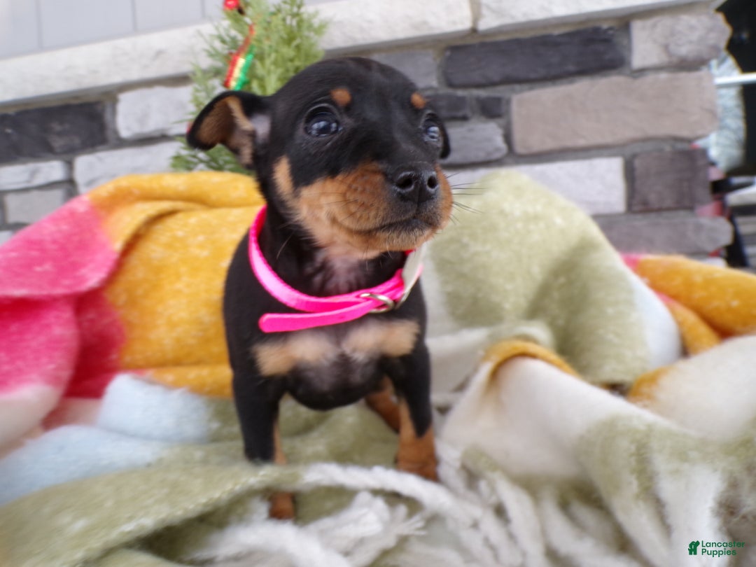 Miniature Pinscher dogs for sale: Miniature Pinscher Puppy 1 Lanie - Ad 3