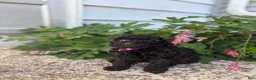 Toy Poodle dogs for sale: Raven - Ad 2