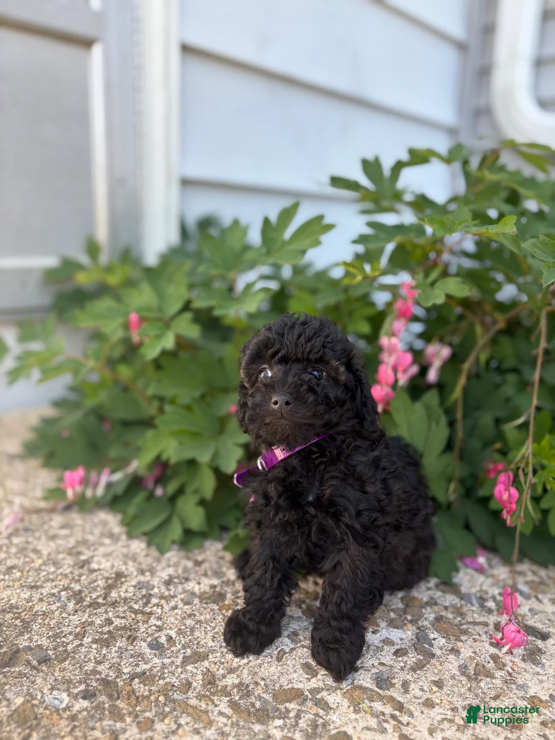 Toy Poodle dogs for sale: Raven - Ad 2