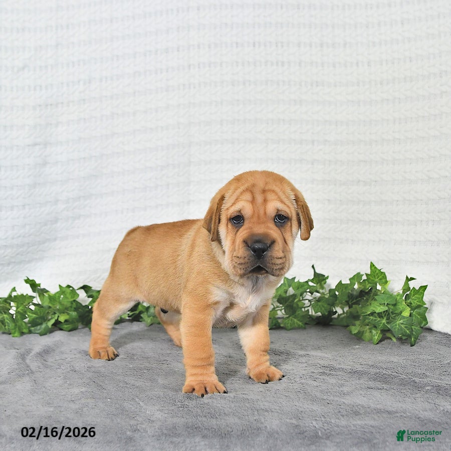 Mini Hippo dogs Jake - Ad 1