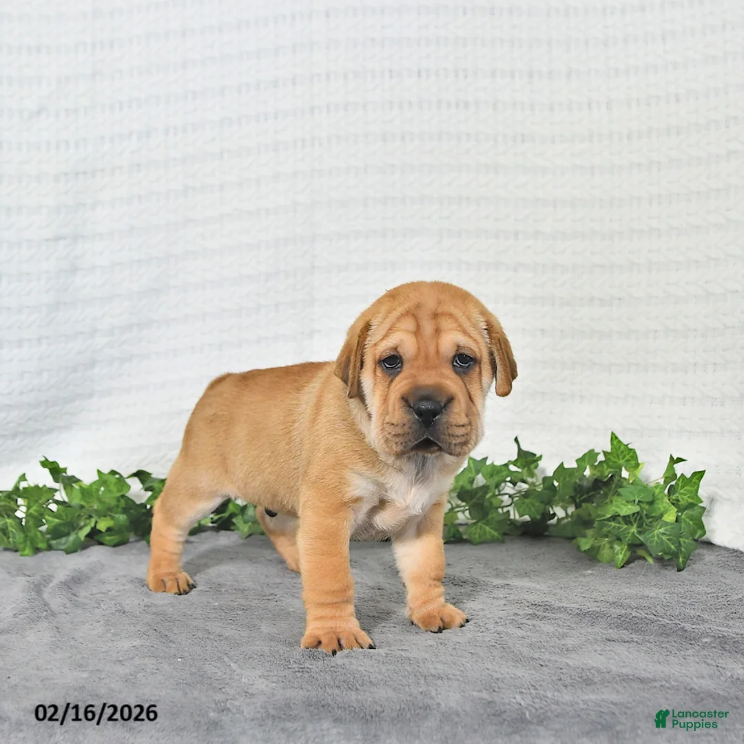 Mini Hippo dogs for sale: Jake - Ad 1