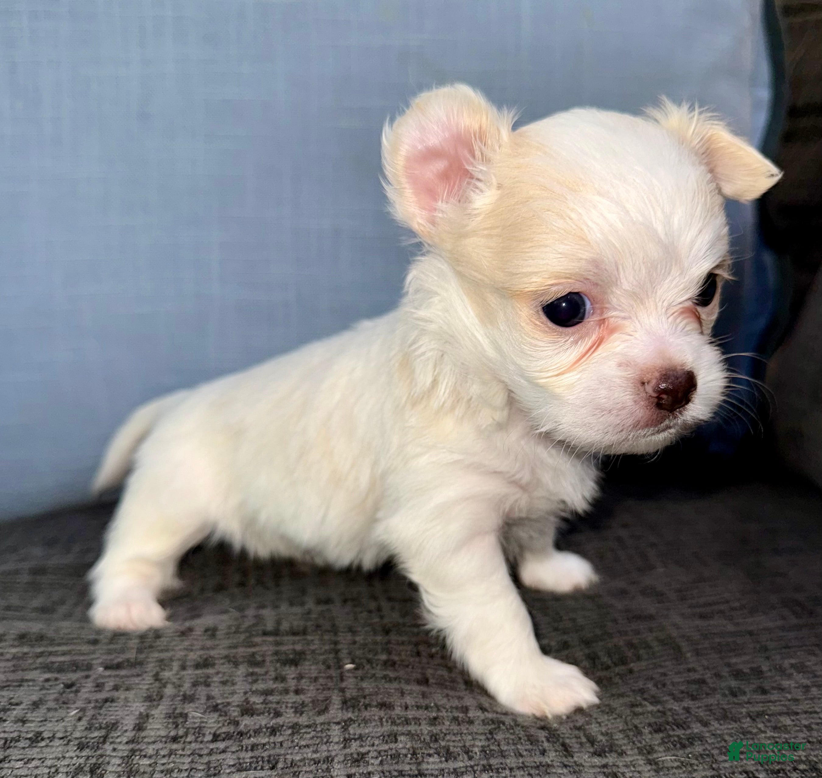 Chihuahua dogs Ice - Ad 1