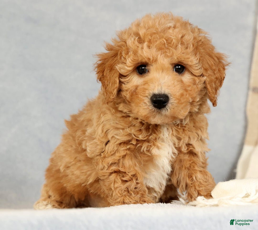 Bichpoo dogs for sale: Chief - Ad 8