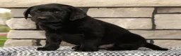 Labrador Retriever dogs for sale: Holly - Ad 3