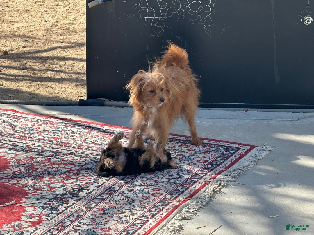 Mixed Breed dogs for sale: Mixed Breed Puppy 3 - Ad 5