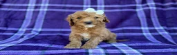 Cavapoo dogs for sale: Anna - Ad 9