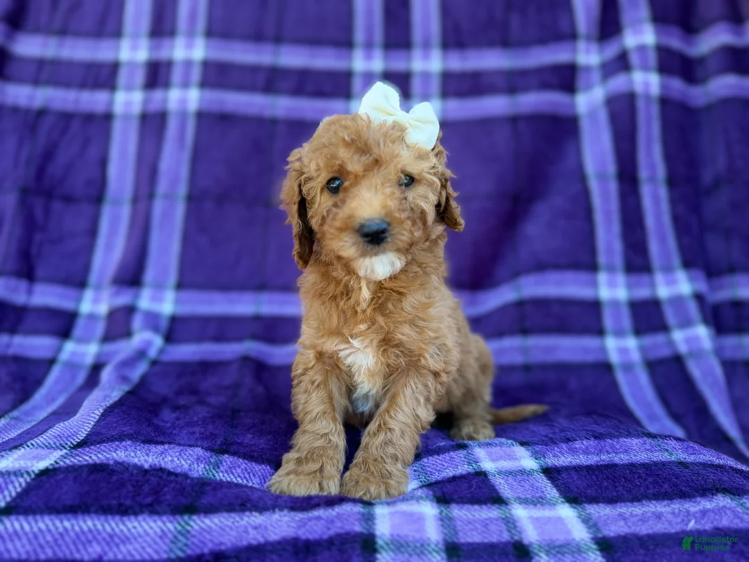 Cavapoo dogs for sale: Anna - Ad 9